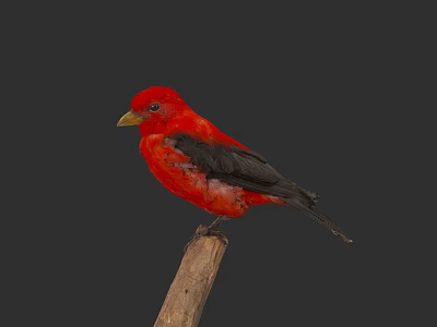 Small Vibrant Red Bird Perched on Wooden Branch Against Dark Background 3d model