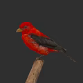 Small Vibrant Red Bird Perched on Wooden Branch Against Dark Background