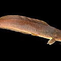Brown Aquatic Catfish With Whiskers And Smooth Body Appearance On Black Background