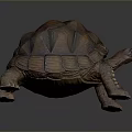 Reptile Tortoise With Textured Brown And Yellow Shell In Crawling Posture