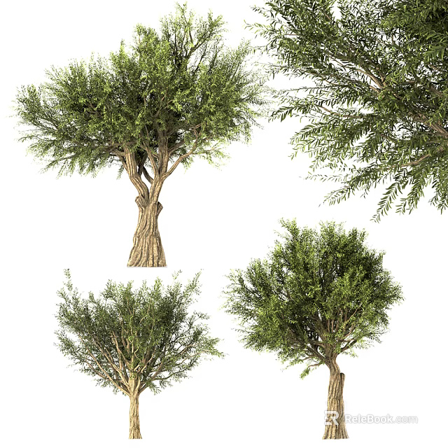 Arbor Trees With Detailed Trunk And Lush Foliage From Various Angles 3d model 