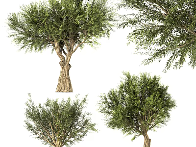 Arbor Trees With Detailed Trunk And Lush Foliage From Various Angles 3d model