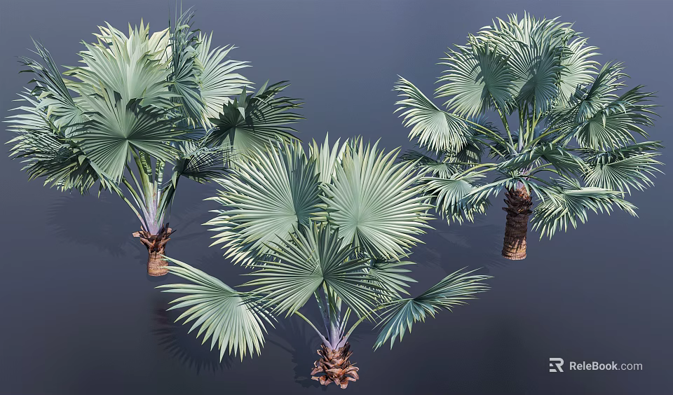 Palm Trees with Fan Shaped Green Leaves and Brown Textured Trunks Isolated on Dark Background 3d model 