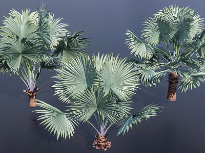 Palm Trees with Fan Shaped Green Leaves and Brown Textured Trunks Isolated on Dark Background 3d model