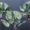 Palm Trees with Fan Shaped Green Leaves and Brown Textured Trunks Isolated on Dark Background