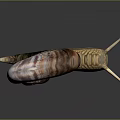 Snail Cartoon Snail Small Snail Reptile Cold Blooded Animal Reptile 3d model