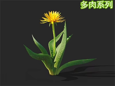 Succulent Plant With Yellow Flower And Green Leaves On Black Background 3d model