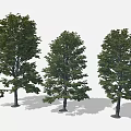 Cartoon Scene With Three Lush Green Leafy Trees And Natural Shaded Trunks