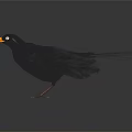 Black Bird With Orange Beak Standing Upright On Dark Background Displaying Tail Feathers