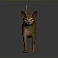 Orange Domestic Cat Walking On Gray Surface With Side View And Reflection 3d model