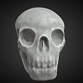 Detailed Human Skull Anatomical Model Medical Device For Medical Educational Training