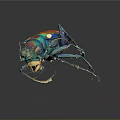 Vibrant Colorful Beetle Displaying Blue Orange Green Iridescent Shell against Dark Background