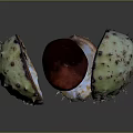 Split Spiky Chestnut Shell Revealing Red Kernel On Dark Background
