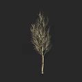Leafless Arbor with Slender Trunk and Sparse Branches Against Dark Background 3d model