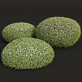 Rounded Flowering Shrubs With White And Pink Blossoms For Garden Landscape