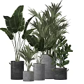 Potted Tropical Leafy Plants In Various Concrete Pots With Green Foliage