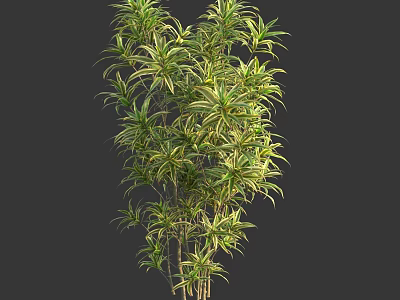Lush Variegated Shrub With Long Narrow Green And Yellow Leaves For Garden Landscaping 3d model