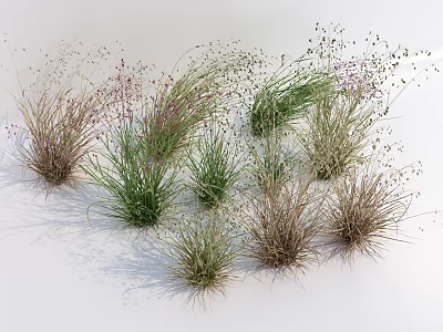 Various Types of Grasses with Green Purple Brown Colors and Diverse Shapes on White Background 3d model