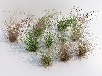 Modern Grass Wild Grass 3d model