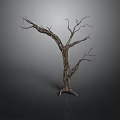 Dry Leafless Tree Trunk With Twisted Branches On Dark Gray Background