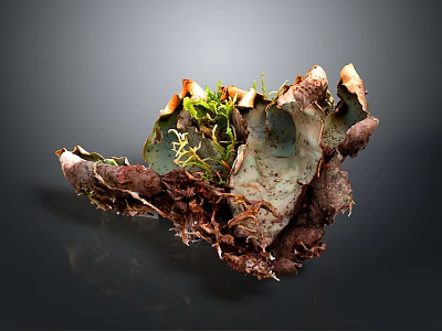 Green and Brown Lichen Plant Featuring Irregular Leaf Like Structures and Textured Surface 3d model