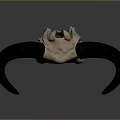 Decorative Ox Skull With Black Horns And Beige Body For Home Interior Decor