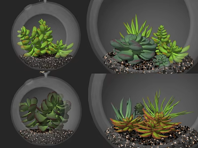 Various Glass Hanging Planters With Colorful Succulent Plants And Pebbles For Indoor Decor 3d model