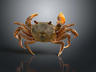 Brownish Crab With Orange Claws On Smooth Black Surface And Reflection 3d model