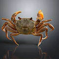 Brownish Crab With Orange Claws On Smooth Black Surface And Reflection