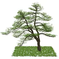 Graceful Pine Tree With Twisted Trunk And Lush Green Foliage On Grass 3d model