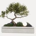 Artistic Bonsai Plant with Curved Trunk Green Leaves in Stone Planter and Decorative Ball
