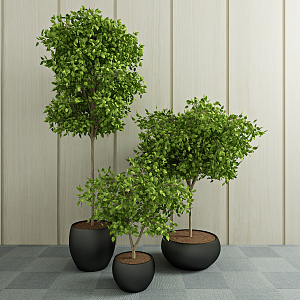 Modern potted green plant 3d model