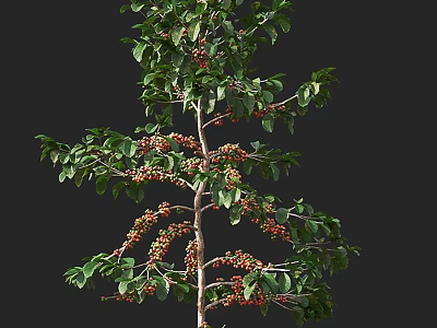 Tall Arbor Tree With Green Leaves And Red Berries In Lush Foliage 3d model