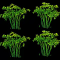 Four Clusters of Lush Green Bamboo Plants With Leaves Against Black Background