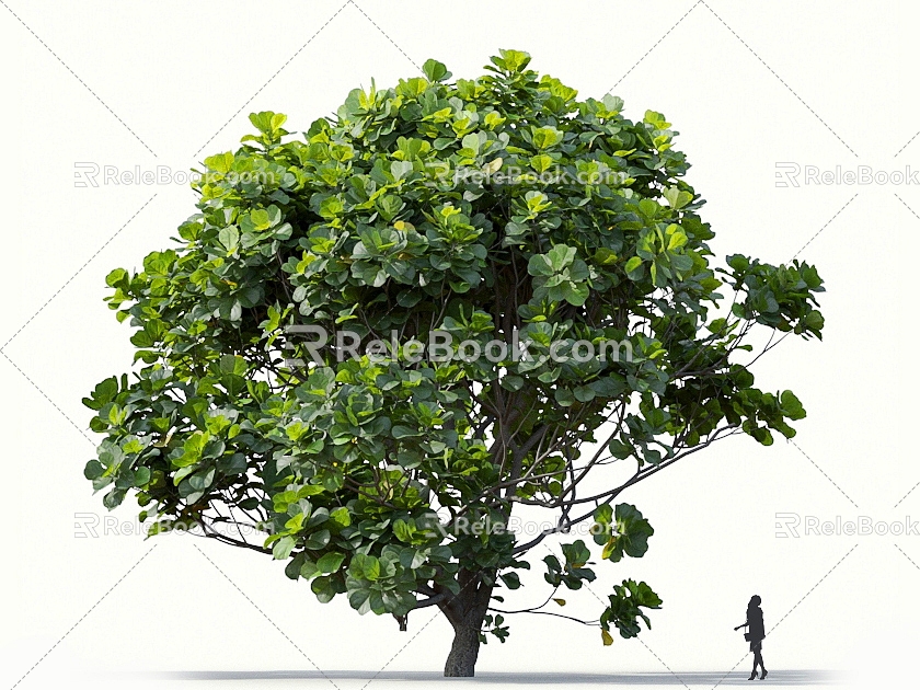 Qin Ye Ficus Banyan Tree Rubber Tree Qin Ye Rubber Tree Landscape Tree Forest Big Tree Small Tree Spring Tree Summer Tree Autumn Tree Bodhi Tree 3d model