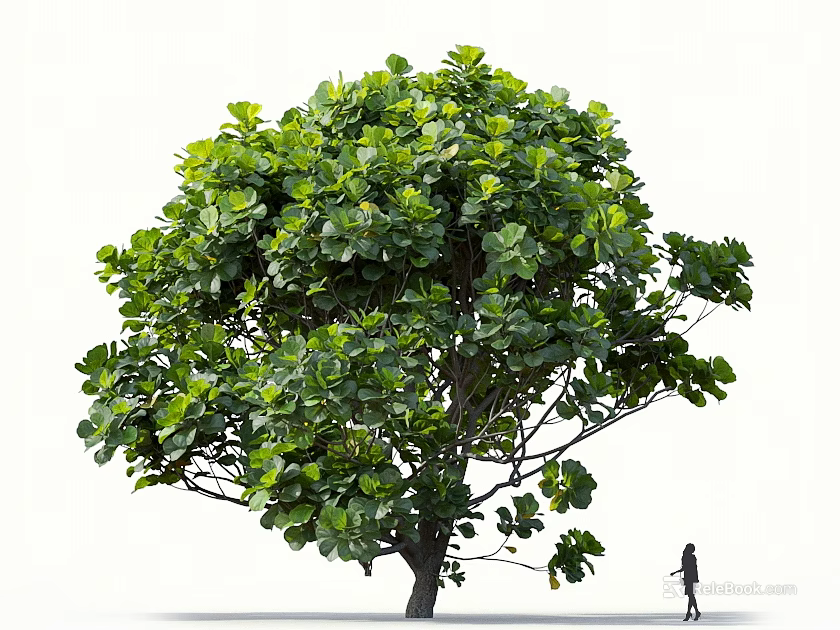Tall Lush Green Tree With Dense Foliage And Person Walking Under 3d model 