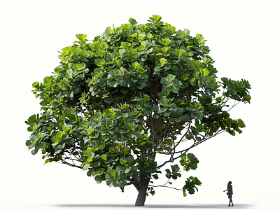 Tall Lush Green Tree With Dense Foliage And Person Walking Under 3d model