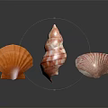 Marine Shellfish Animals Colorful Seashells in Pink Orange Striped Shapes on Black Background