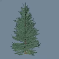Evergreen Tree With Dense Green Foliage And Strong Trunk In Light Background