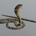 Cobra Snake With Open Mouth And Coiled Patterned Body Structure