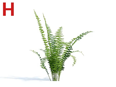 Fresh Green Fern Plant With Bushy Long Curved Leaves For Indoor Decorative Use 3d model