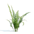 Fresh Green Fern Plant With Bushy Long Curved Leaves For Indoor Decorative Use
