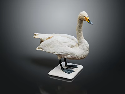 White Swan Taxidermy Bird Specimen Display on White Base Against Gray Background 3d model