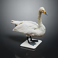 White Swan Taxidermy Bird Specimen Display on White Base Against Gray Background