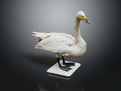 Modern Swan Birds 3d model