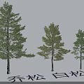 Garden Landscape Design With Chinese Pine And White Pine Trees Of Different Sizes