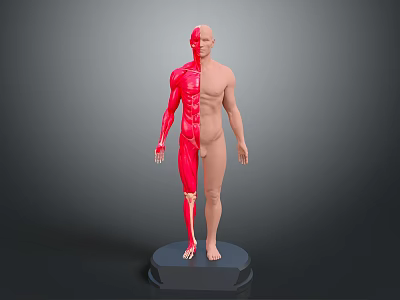 3D Human Body Model Displaying Muscular Organs And Hairless Skin Structure 3d model