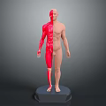 3D Human Body Model Displaying Muscular Organs And Hairless Skin Structure