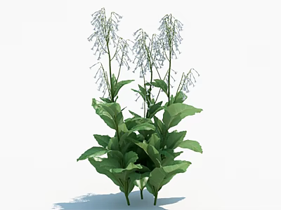 Vibrant Green Plants With Broad Leaves And Slender White Flower Clusters 3d model