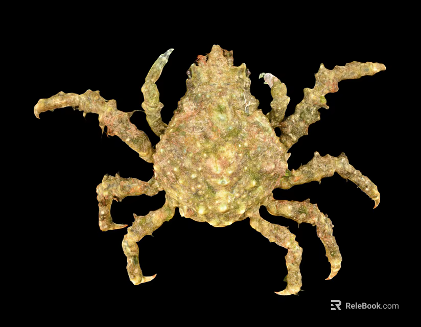 Detailed Greenish Yellow Crab With Spiky Rough Texture On Black Background 3d model 